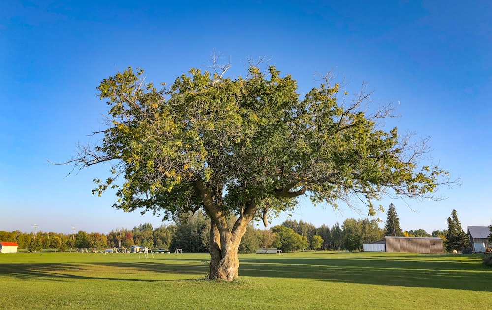 green tree on green grass field during daytime