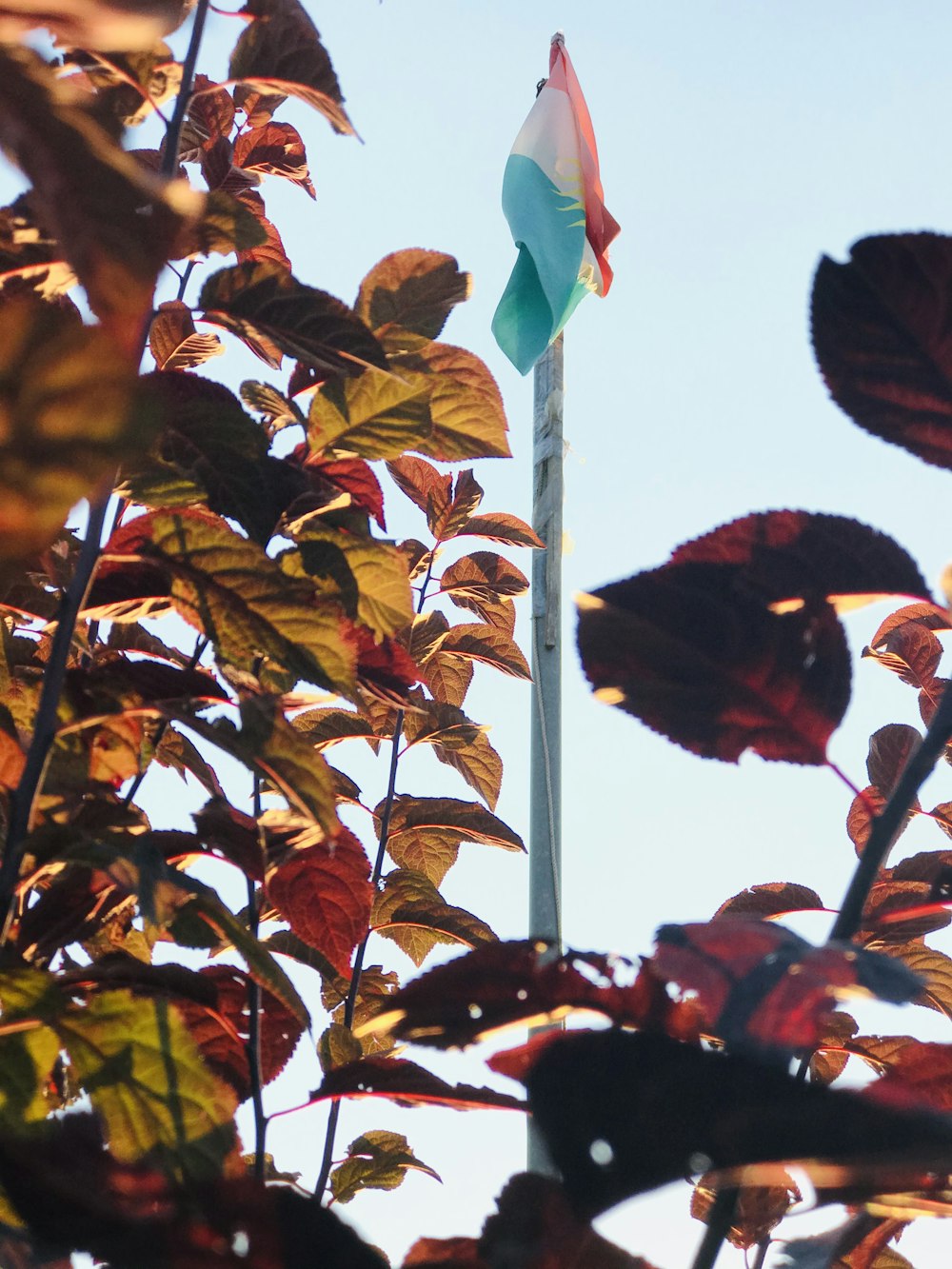 red and green maple leaves