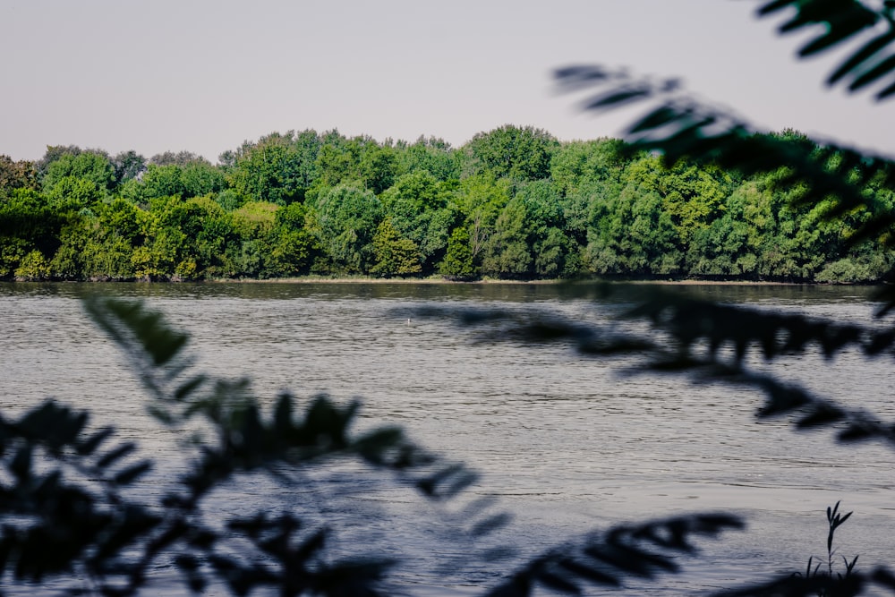 green trees beside river during daytime