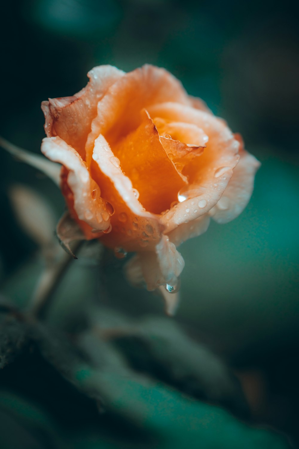 orange flower in tilt shift lens