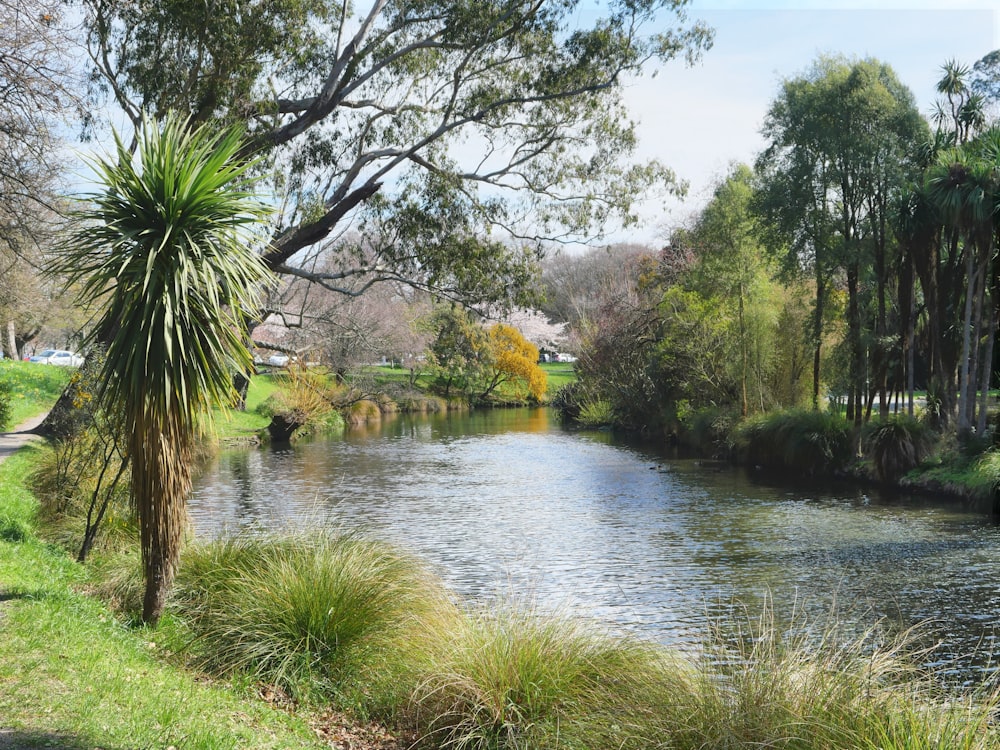 hierba verde y árboles junto al río durante el día