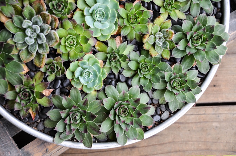 green succulent plant on white ceramic pot