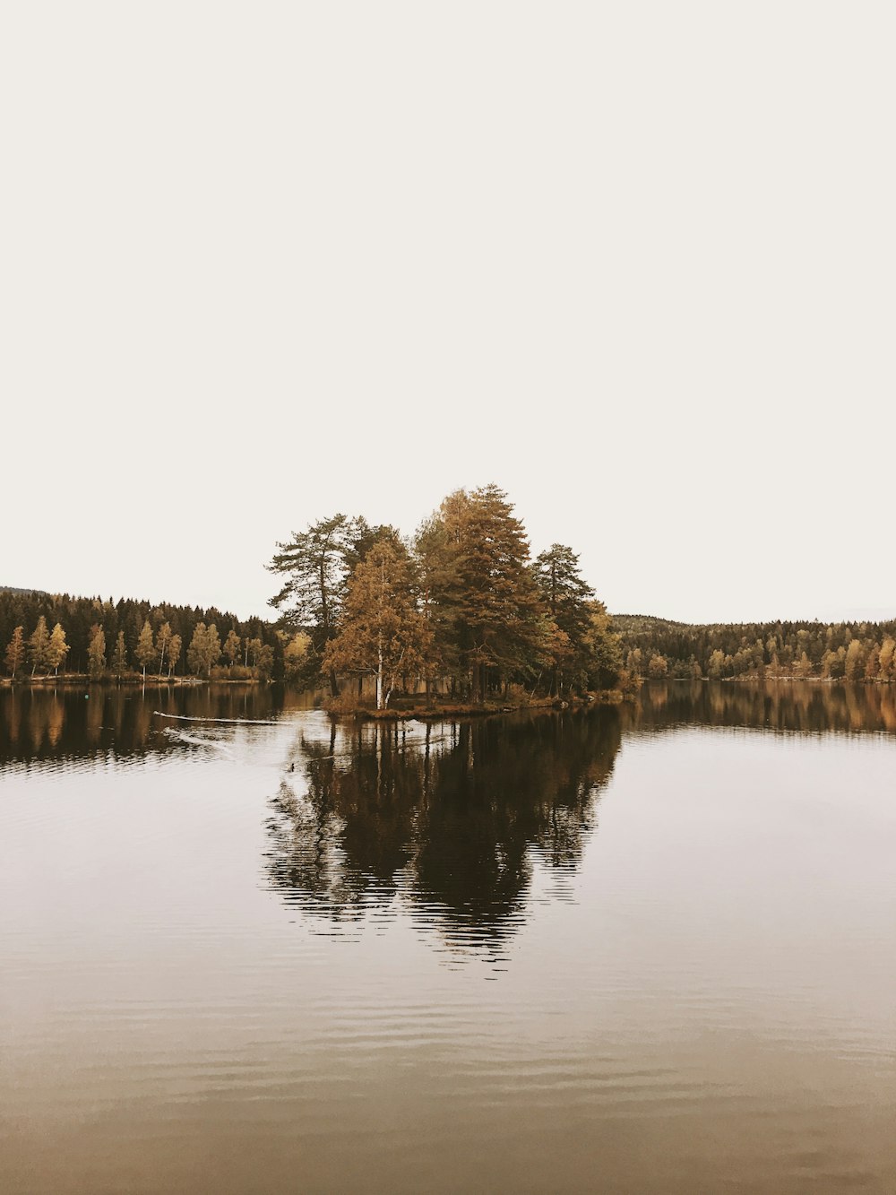 Alberi marroni accanto al fiume sotto il cielo bianco durante il giorno