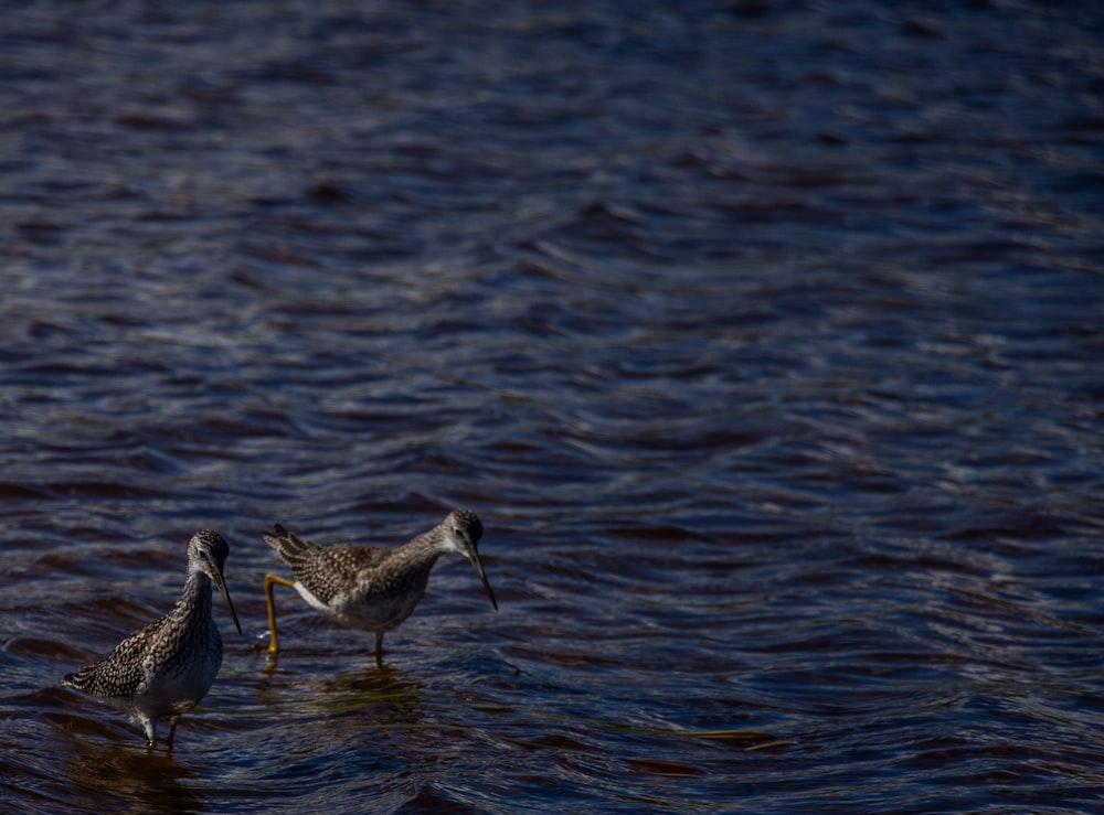 grey and white bird on water during daytime