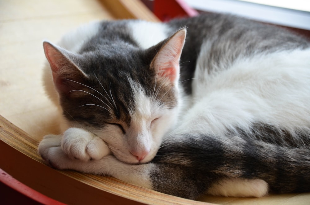 white and black cat lying on brown wooden table