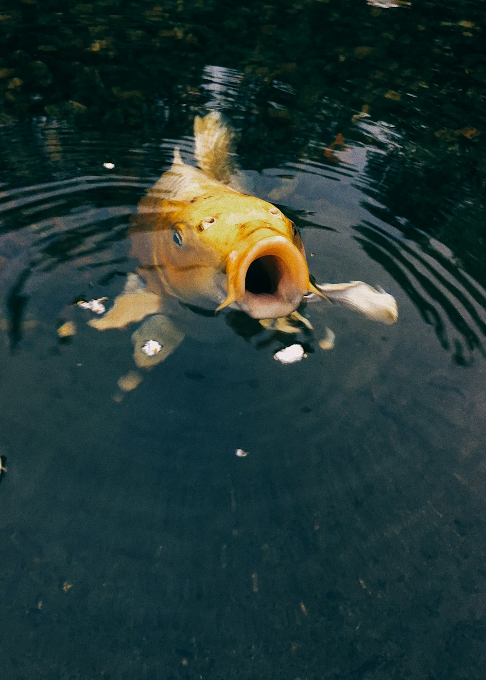 yellow fish on water during daytime