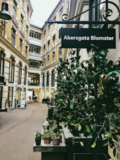 A cheerful guide leading a small group through Oslo's colorful streets on a sunny day.