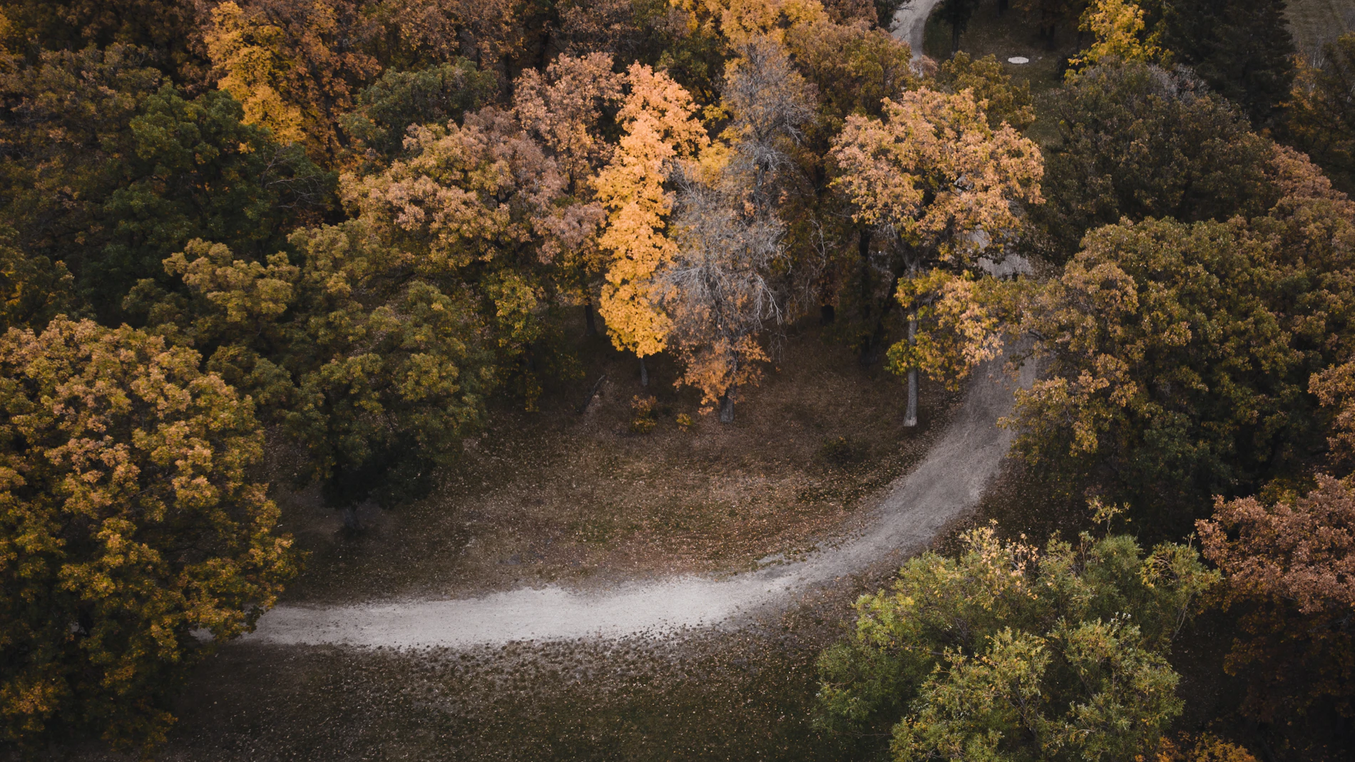 Aerial view of a small forest clearing where a path meets the trees