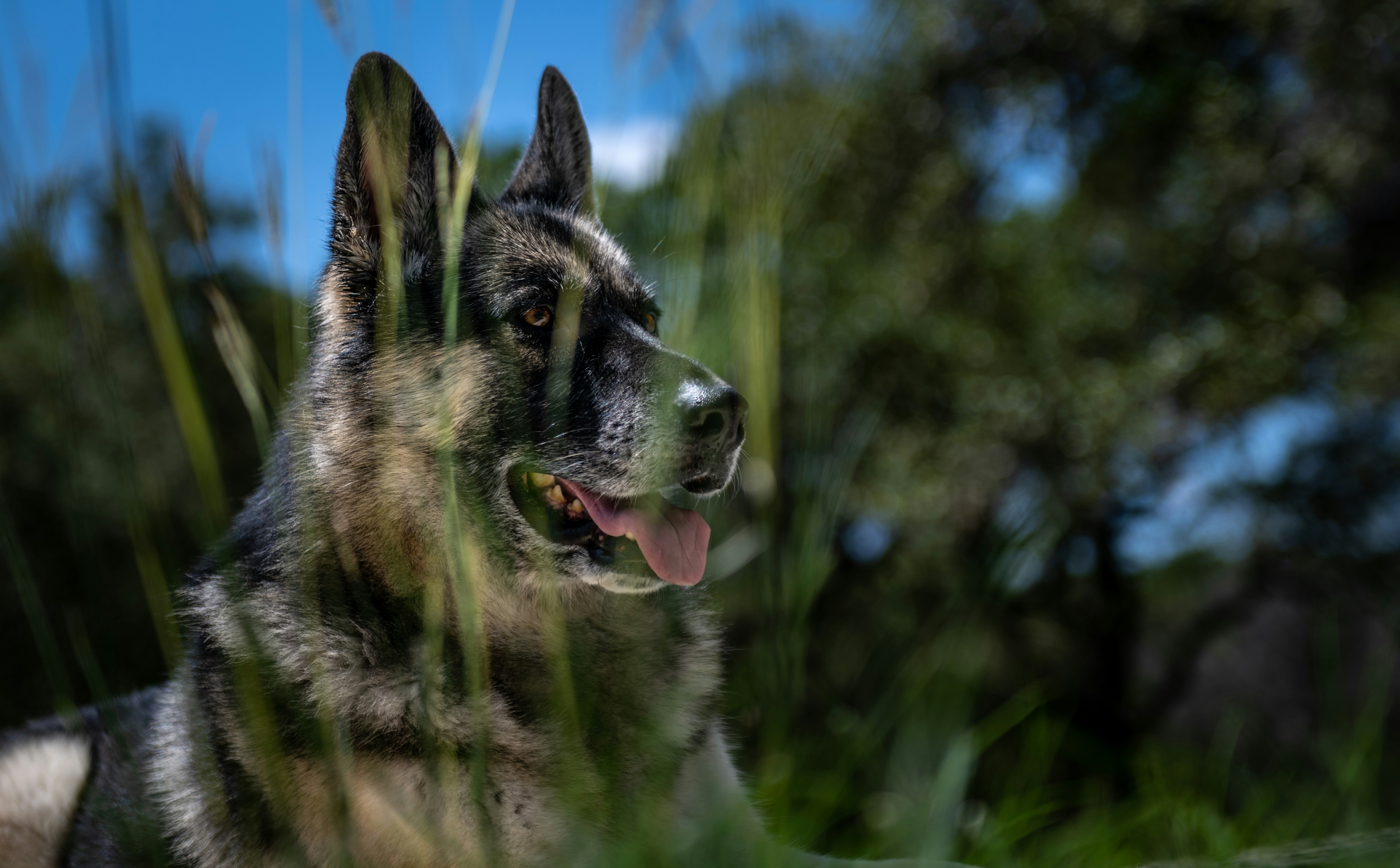 german shepherd dog laying in the grass