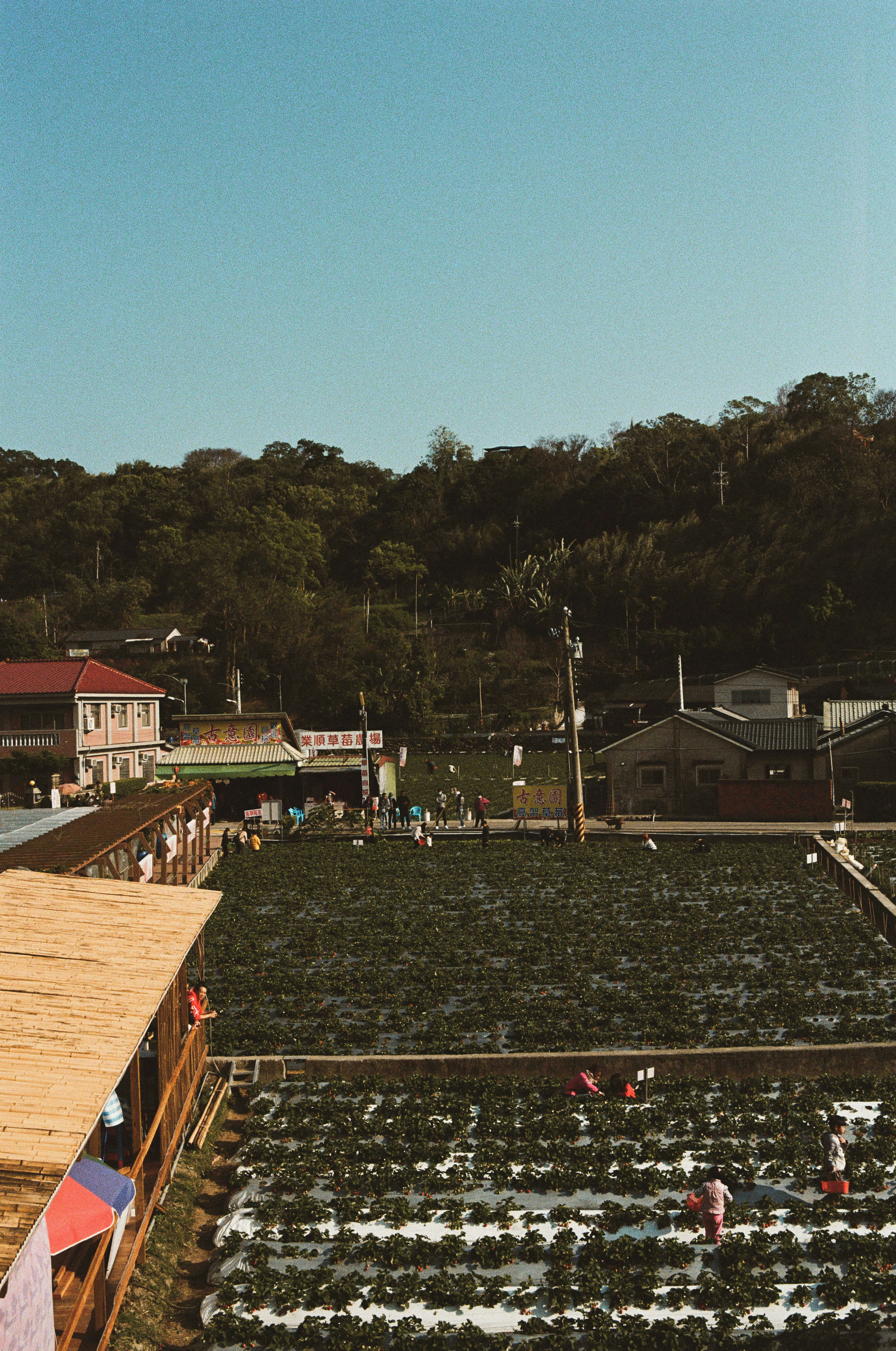 brown wooden houses near green trees during daytime