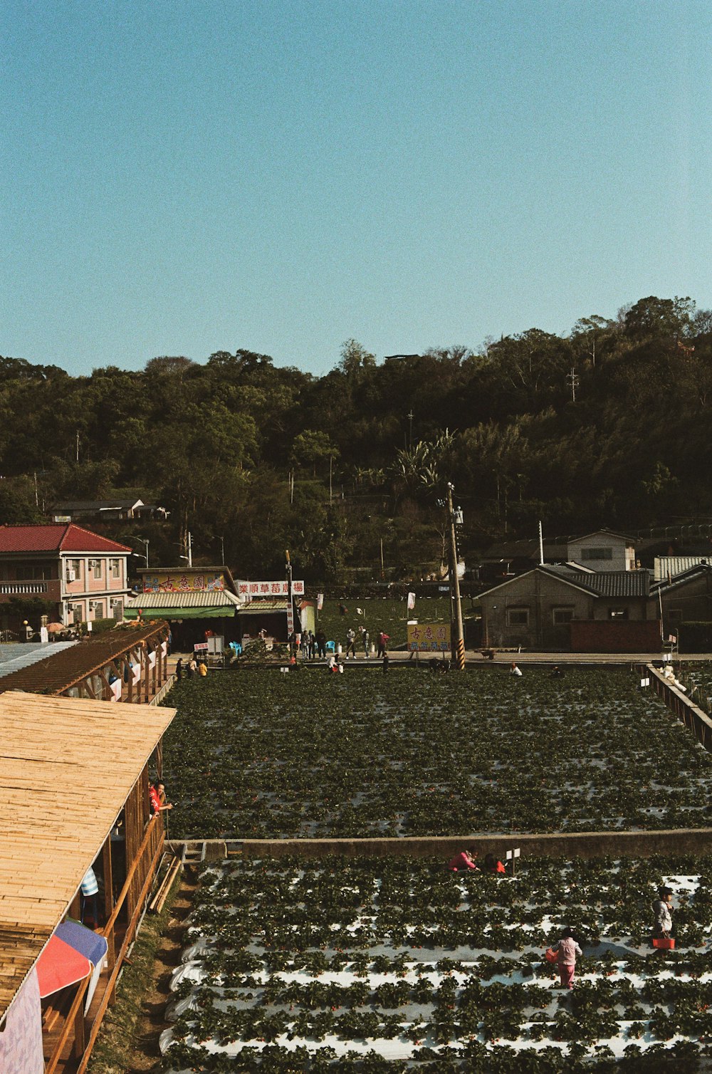 brown wooden houses near green trees during daytime