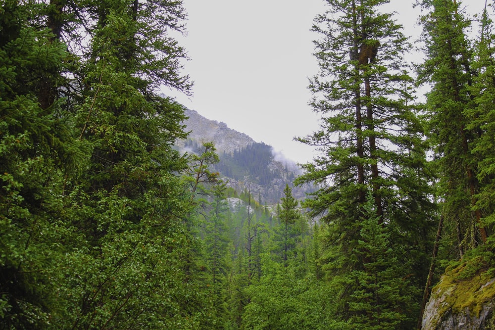 green trees on mountain during daytime