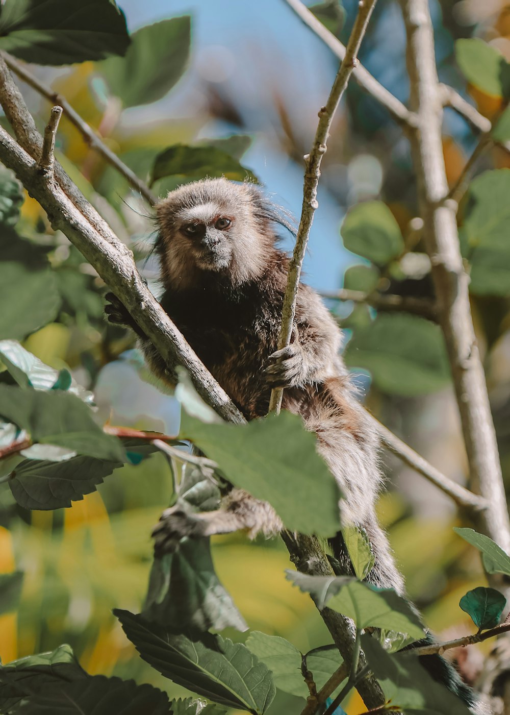 black and white monkey on tree branch during daytime