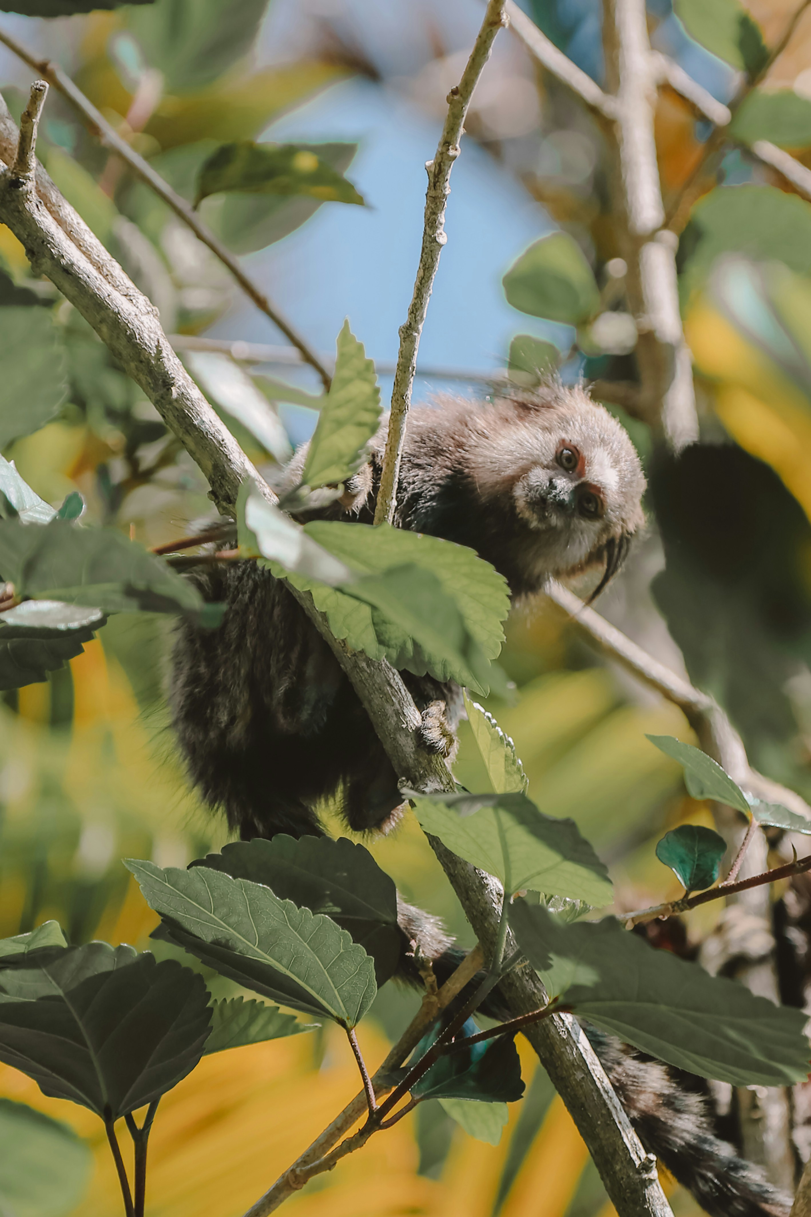 日中の木の枝に黒と茶色のハリネズミ