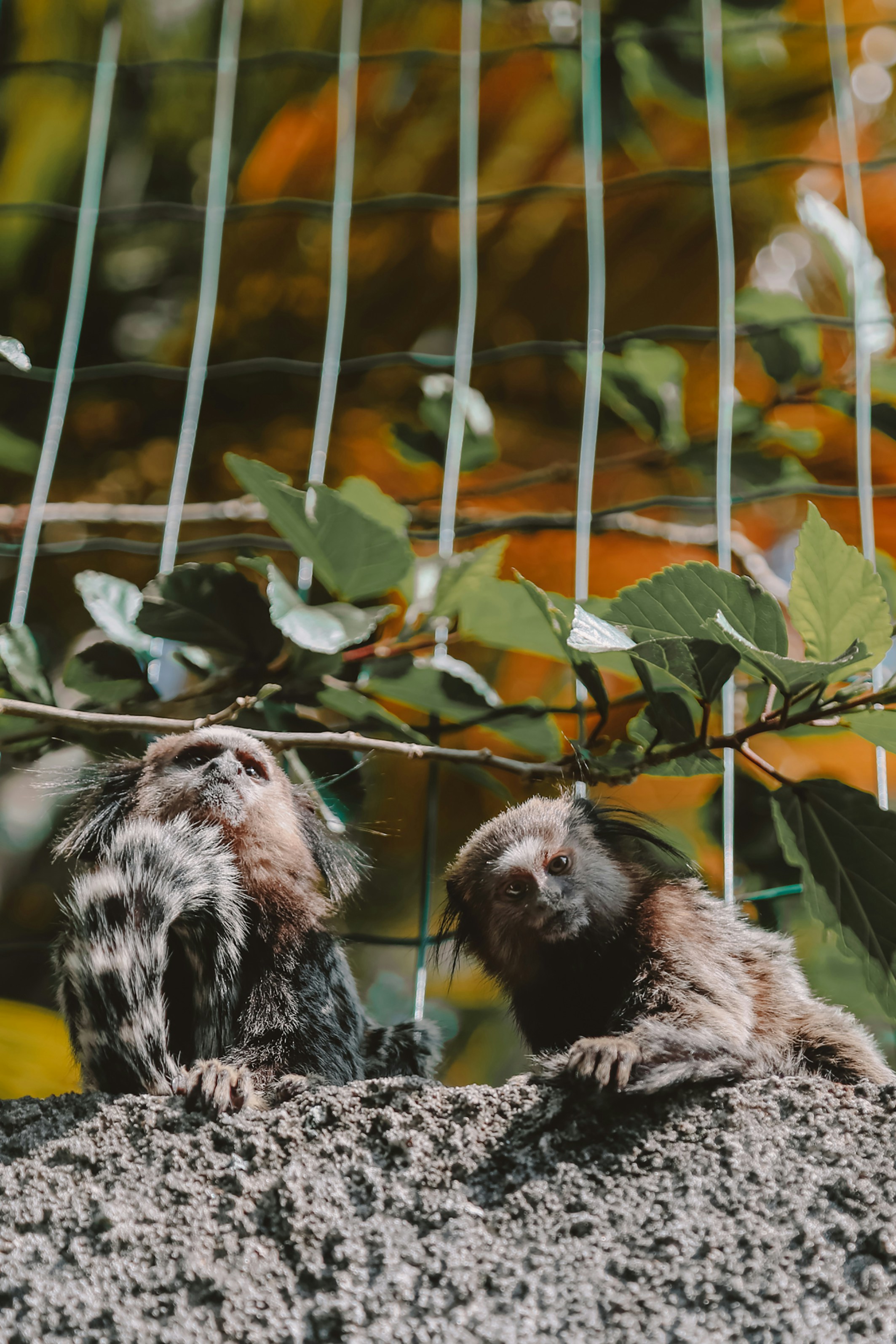 日中の木の枝に黒と白の動物