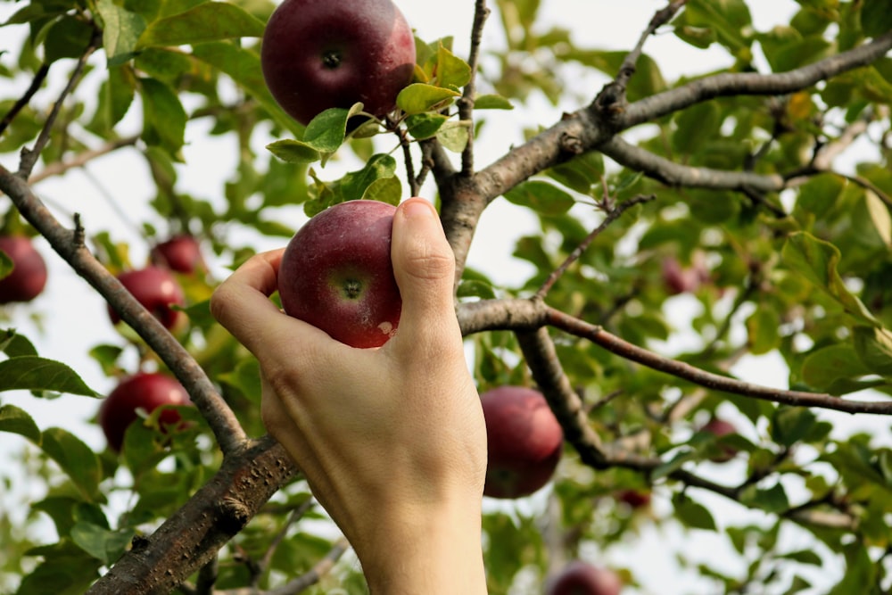 Frutta di mela rossa sulla mano delle persone