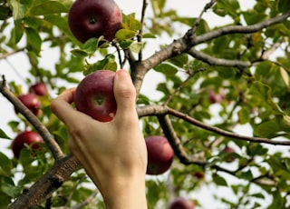 Picking fresh apples at the orchard.