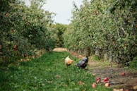 flock of black and white chicken on green grass field during daytime
