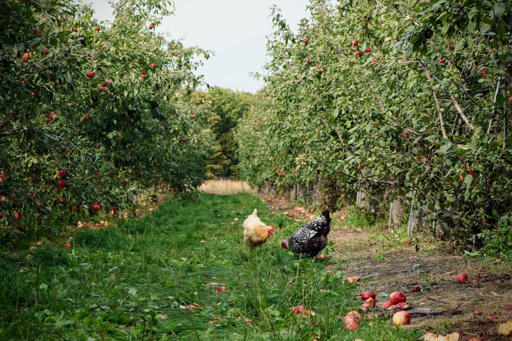 troupeau de poulets noirs et blancs sur le champ d’herbe verte pendant la journée