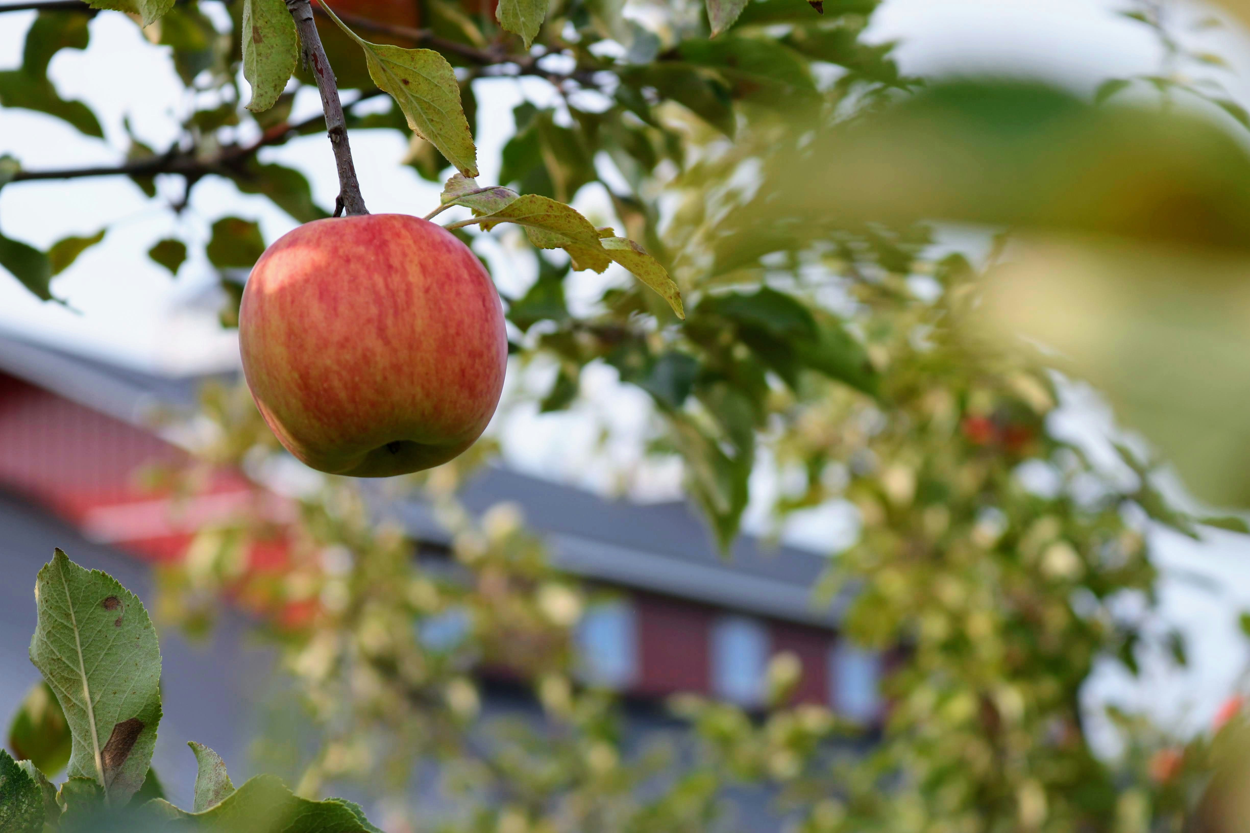 red apple fruit on tree branch