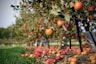 orange fruit on green grass during daytime