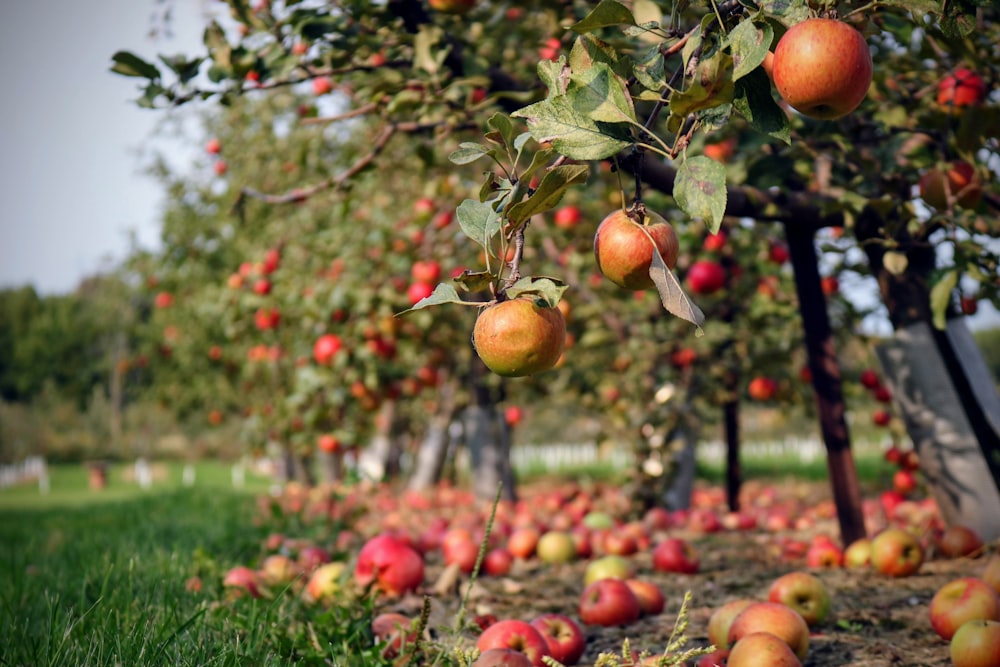 orange fruit on green grass during daytime