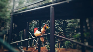 Gamefowl mid-flight between two perches in a return triangle setup, focused and agile.
