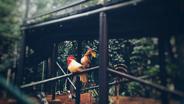 Gamefowl mid-flight between two perches in a return triangle setup, focused and agile.