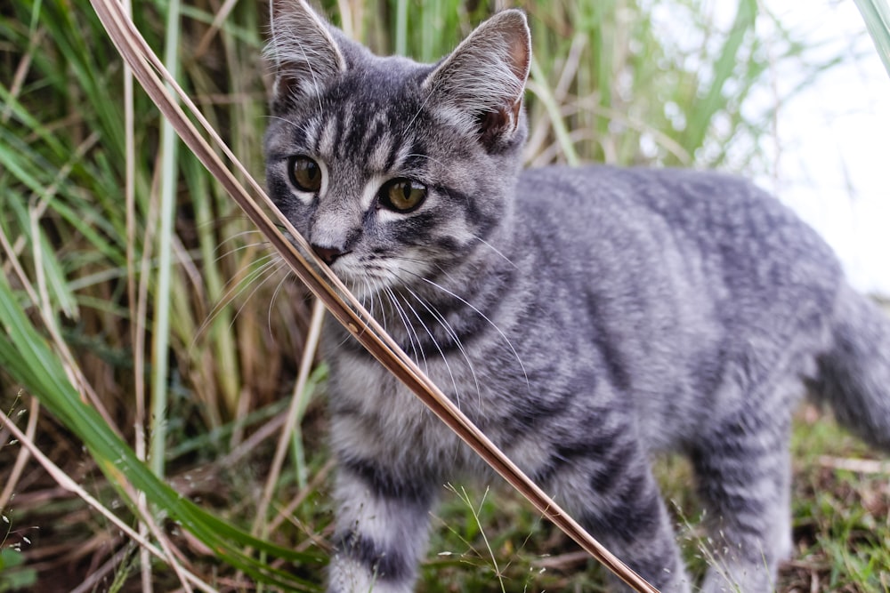 silver tabby cat on green grass during daytime