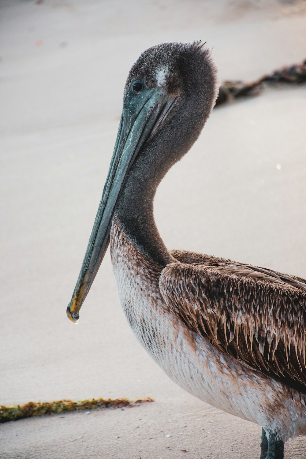 white pelican on white sand during daytime