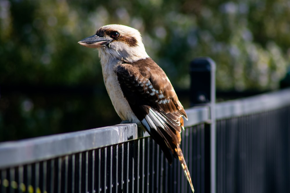 brown and white bird on gray wooden fence during daytime