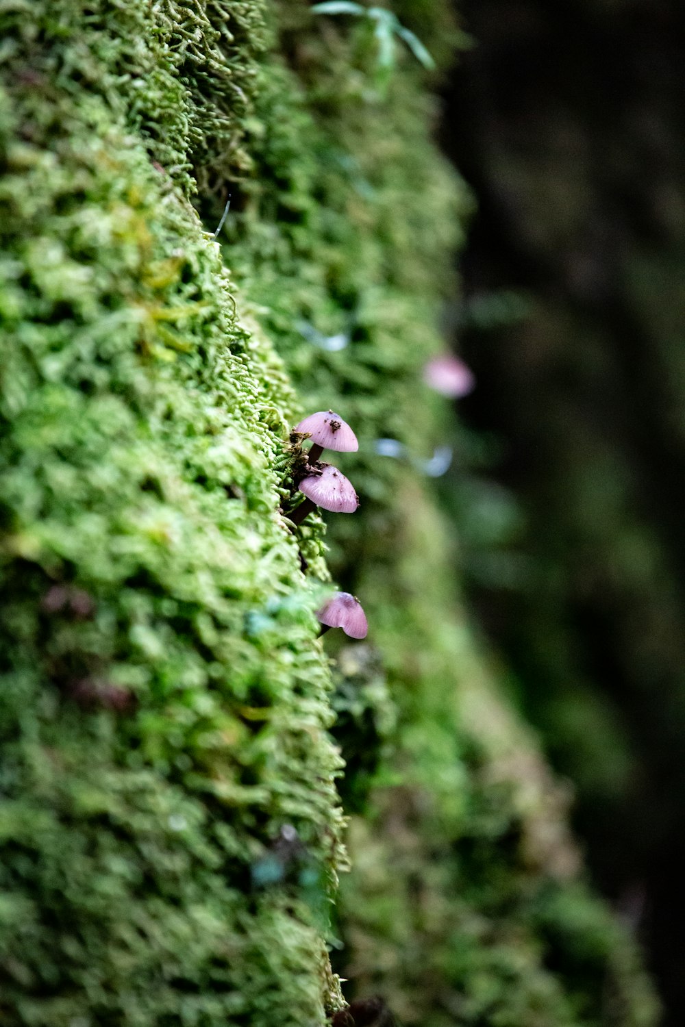 purple flower bud in tilt shift lens