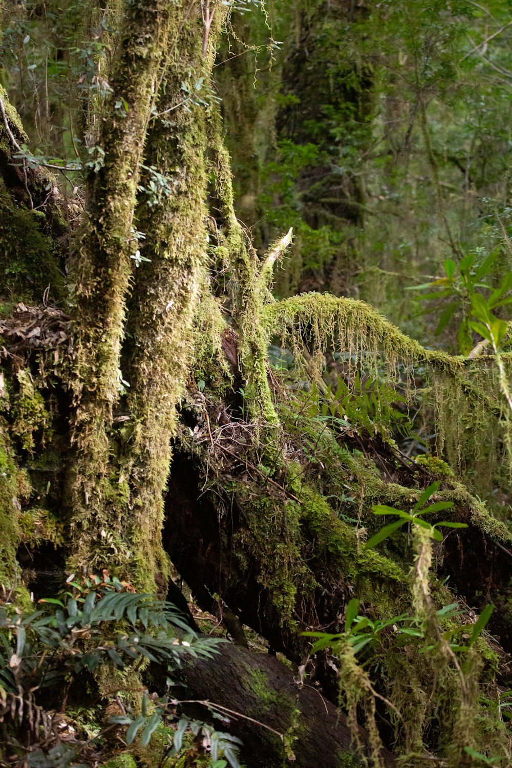 green moss on brown tree