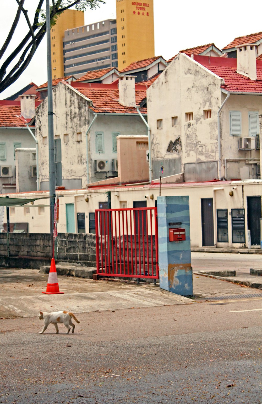 white and brown short coated dog on gray concrete road during daytime