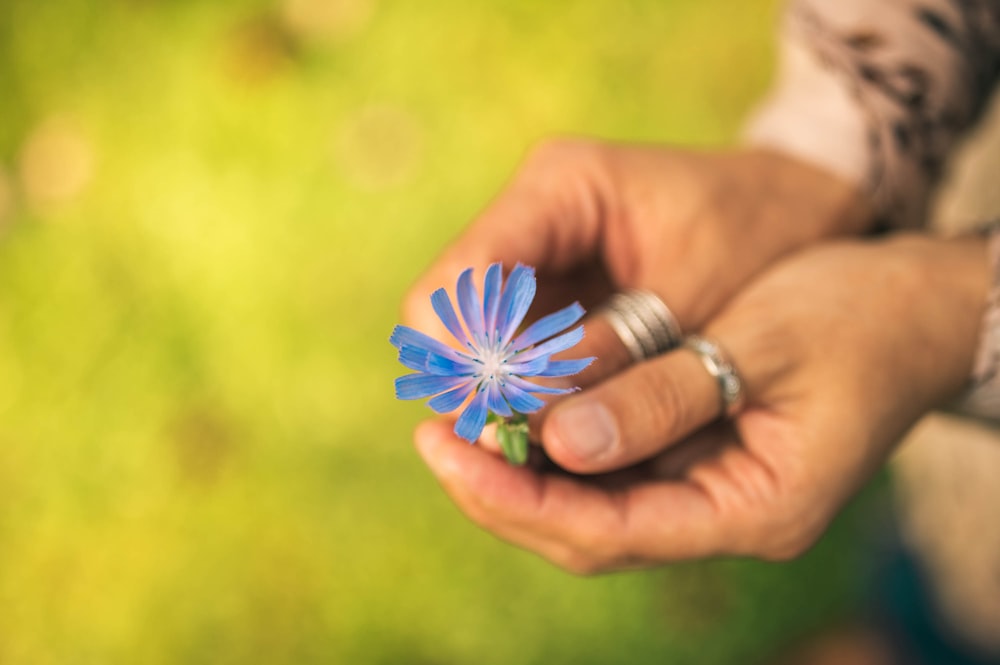 person holding blue flower during daytime