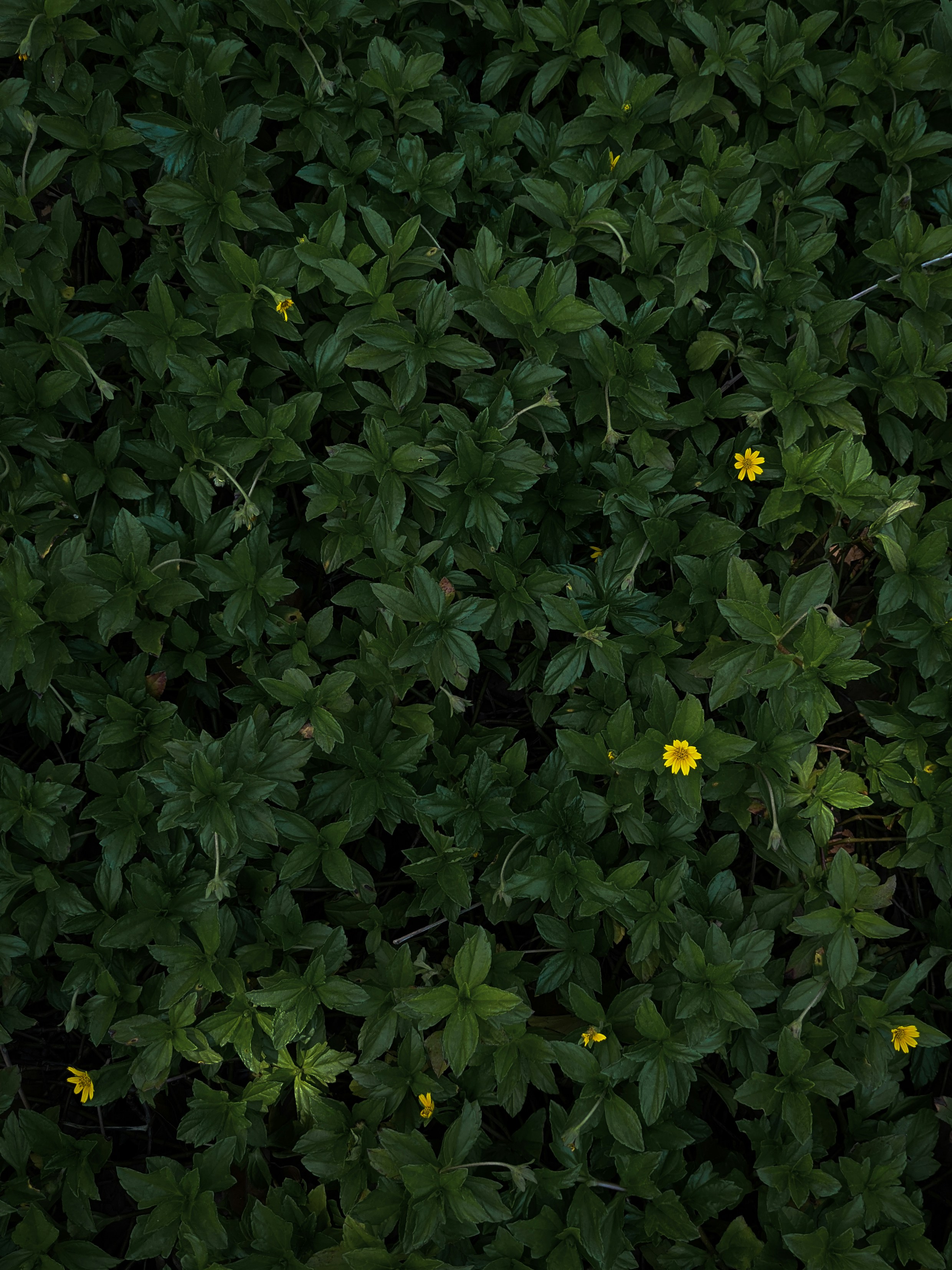 Greenery 11 best free greenery, plant, green and leaf photos on Unsplash