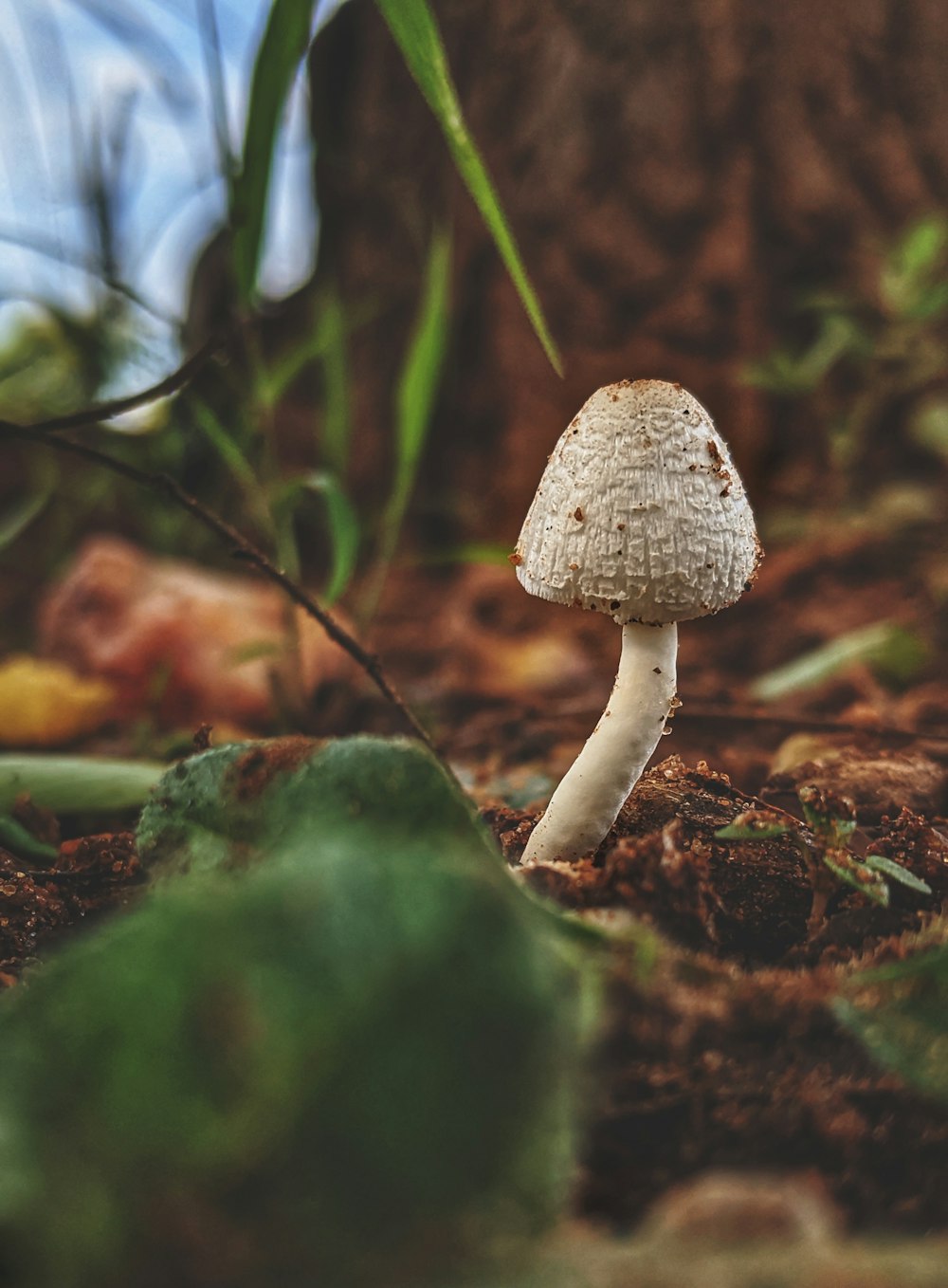 white mushroom on brown soil