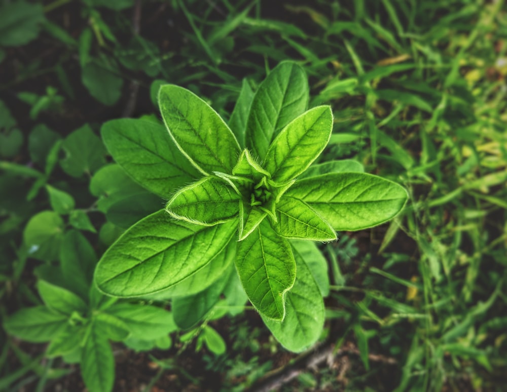 Planta de hoja verde en fotografía de primer plano