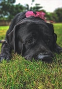A black dog with a pink flower on its head lies on a patch of green grass, with trees softly blurred in the background. The dog appears to be resting and has a calm, slightly somber expression.