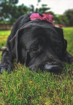 A black dog with a pink flower on its head lies on a patch of green grass, with trees softly blurred in the background. The dog appears to be resting and has a calm, slightly somber expression.