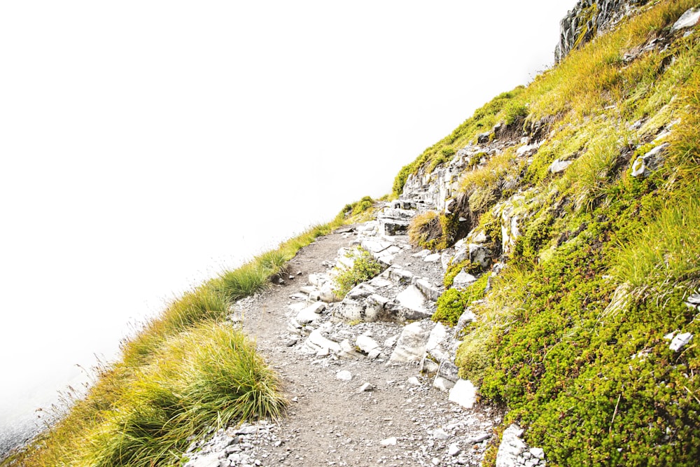 green grass on rocky ground