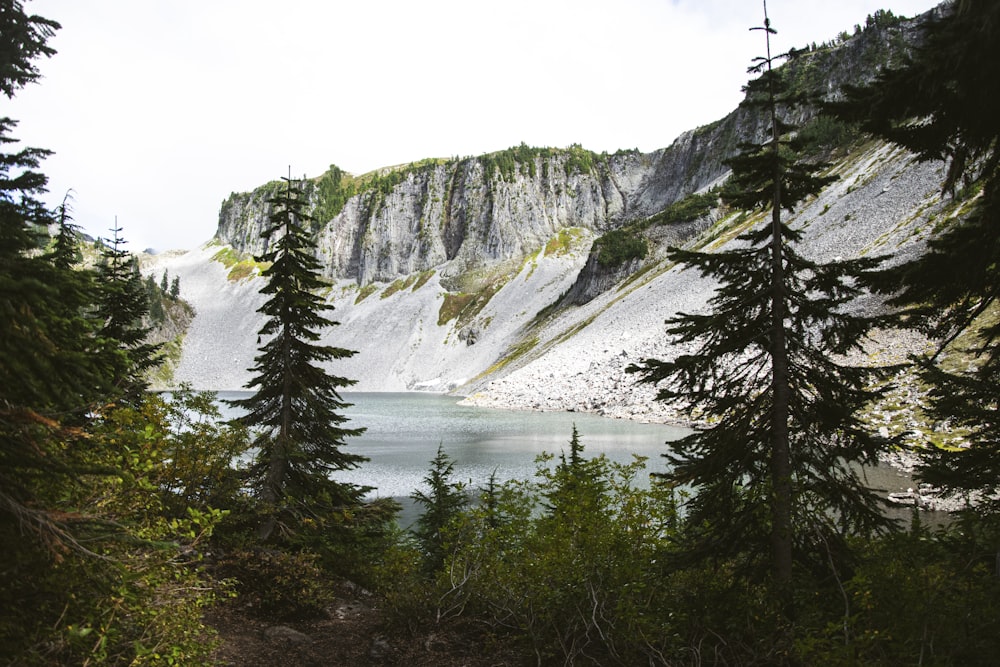 green pine trees near body of water during daytime