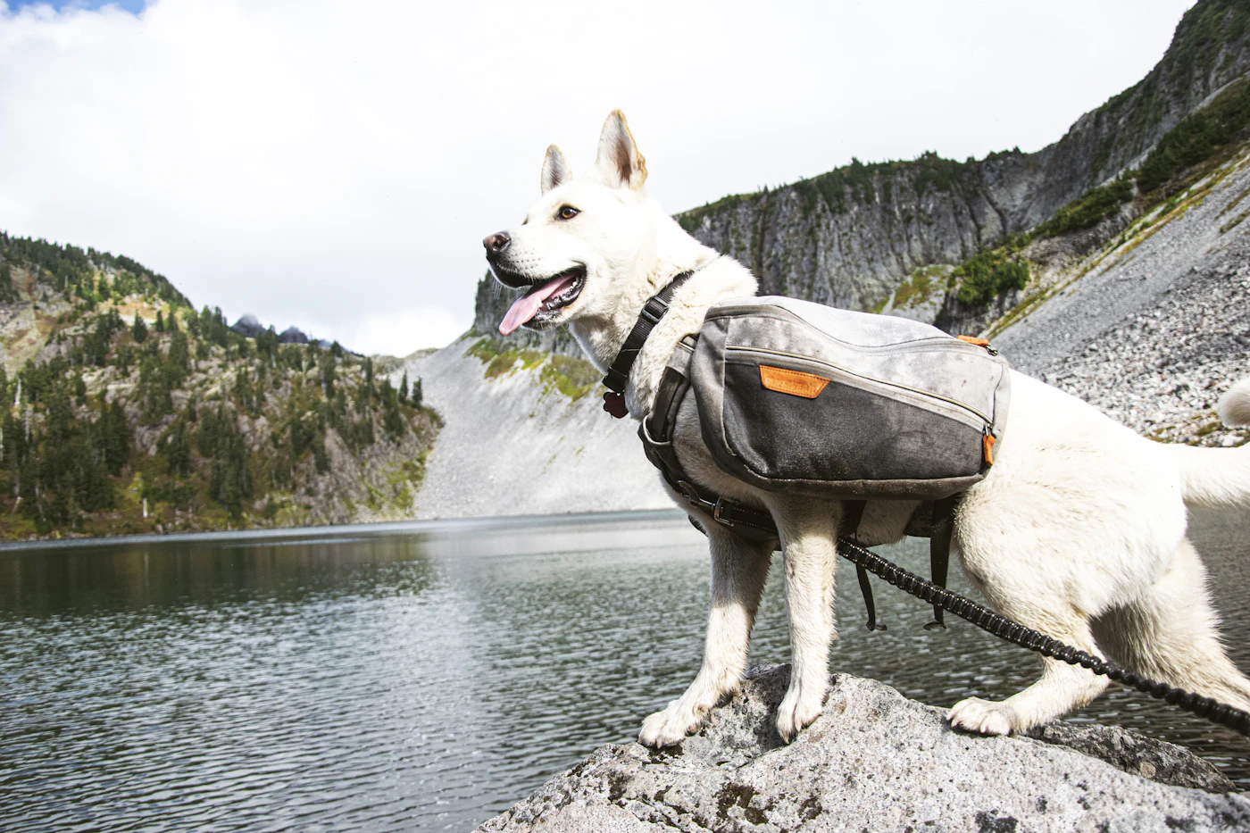 A white shepherd dog in a working harness pack standing on a rock at the edge of an alpine lake in the British Columbia backcountry