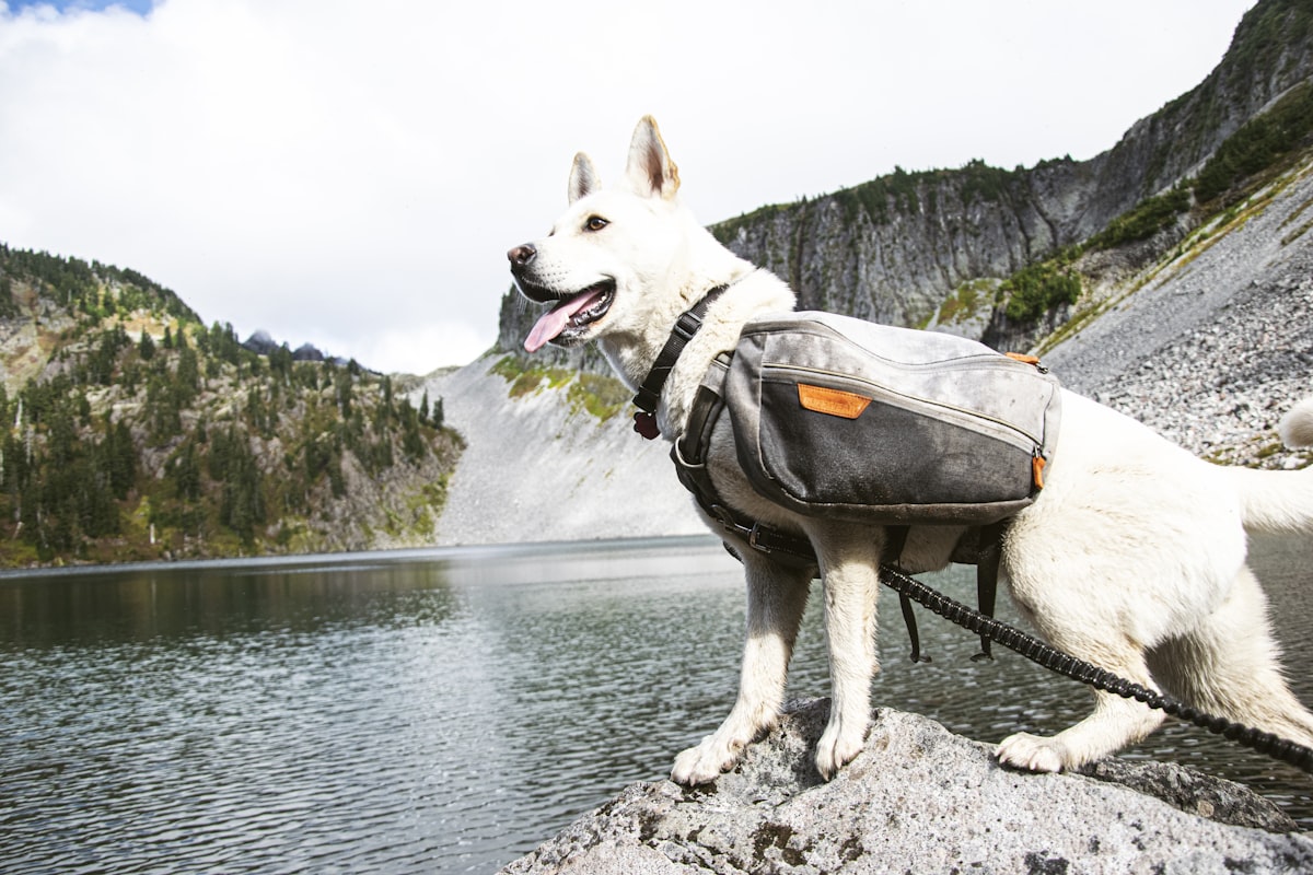 White dog wearing a hiking harness resting on rocks near a lake