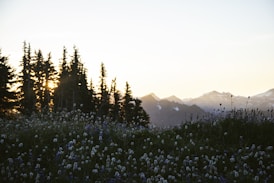 green grass field near mountain during daytime