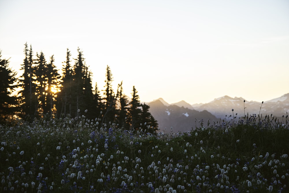 green grass field near mountain during daytime