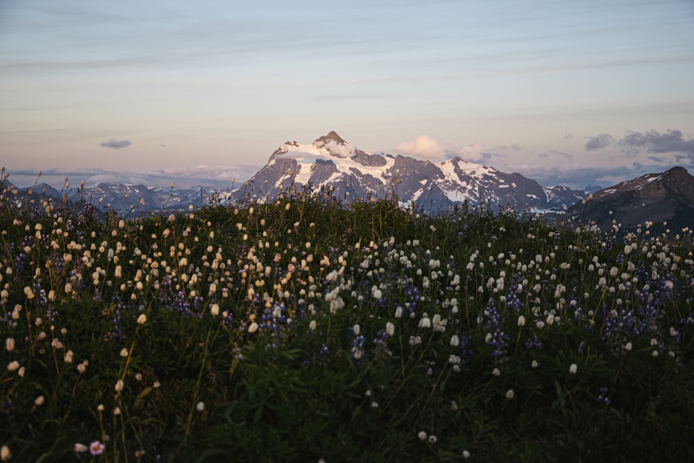 green grass field near mountain during daytime