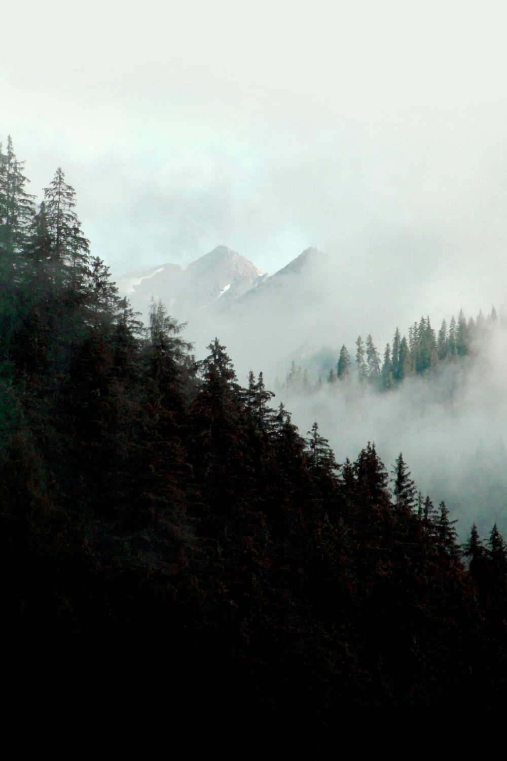 green pine trees near mountain during daytime