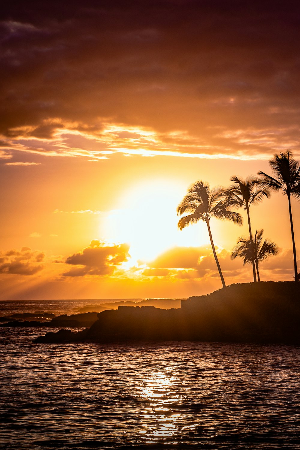 Silueta de palmera cerca del cuerpo de agua durante la puesta de sol