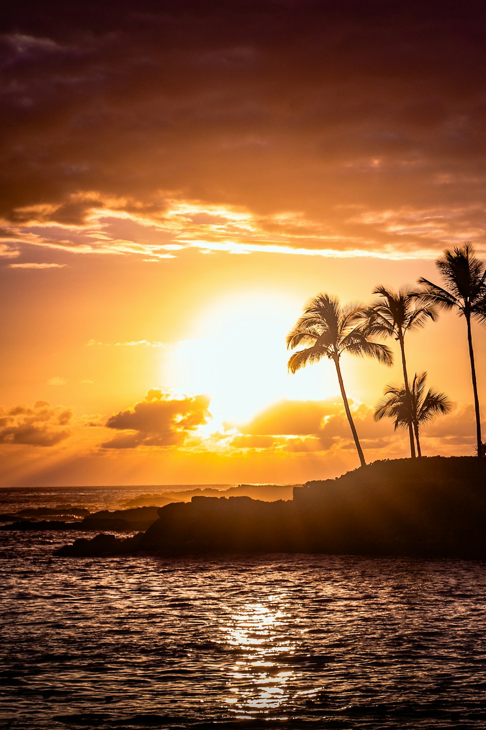 silhouette of palm tree near body of water during sunset